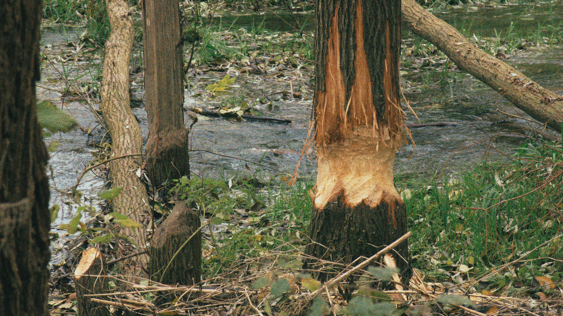 beaver-bitten tree